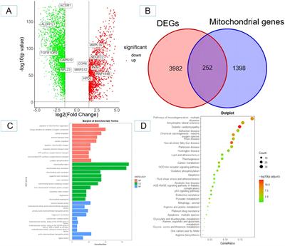 Explore the expression of mitochondria-related genes to construct prognostic risk model for ovarian cancer and validate it, so as to provide optimized treatment for ovarian cancer